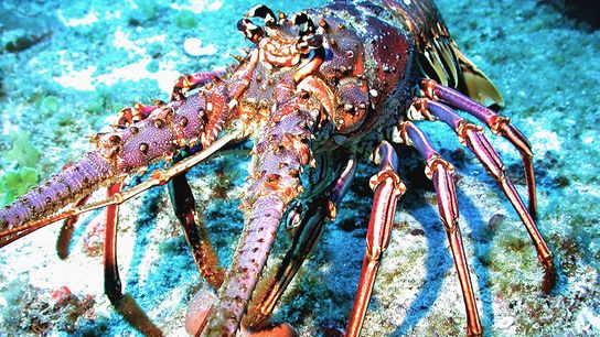 MY BIG THREE INCH: Florida Lobster Mini Season July 24-25 Regulations (FWC) (Featured)
